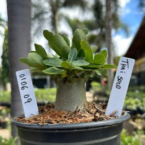0106 09 Arabicum Thai soco F3