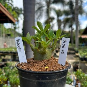 0106 10 Arabicum Popeye F3