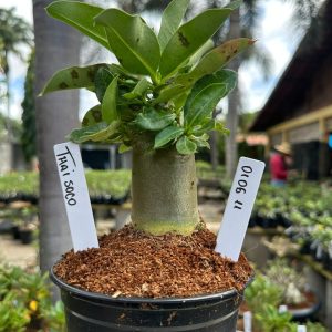 0106 11 Arabicum Thai soco F3