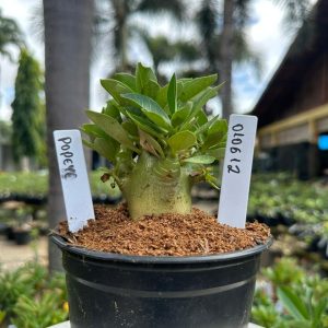 0106 12 Arabicum Popeye F3