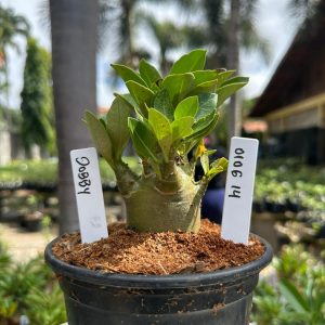 0106 14 Arabicum Dobby F3