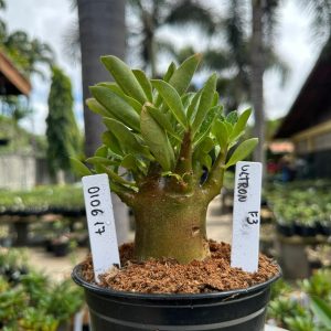 0106 17 Arabicum Ultron F3