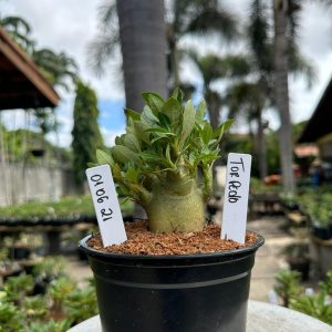 0106 21 Arabicum Torpedo F3