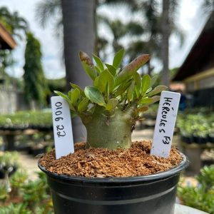 0106 22 Arabicum Hércules F3