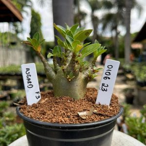 0106 23 Arabicum Asgard F3