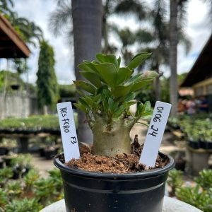 0106 24 Arabicum Hesfero F3