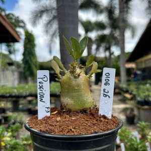 0106 26 Arabicum Poseidon f3