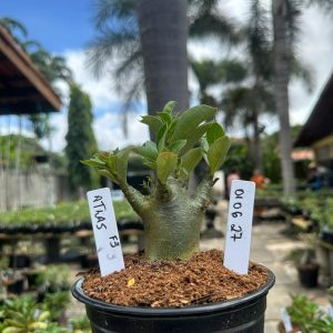 0106 27 Arabicum Atlas F3