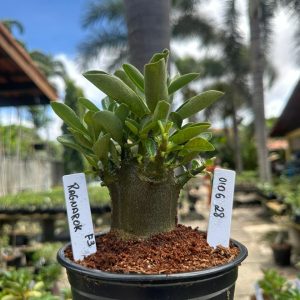 0106 28 Arabicum Ragnarok F3