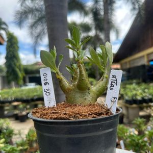 0106 30 Arabicum Atlas F3