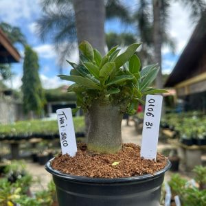 0106 31 Arabicum Thai soco F3