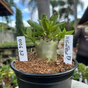 0106 32 Arabicum Megatron F3