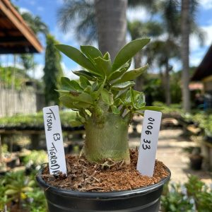 0106 33 Arabicum Jupiter Tigrada F3
