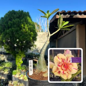 0206 29 Rosa do Deserto Triple Wish 3