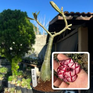 0206 30 Rosa do Deserto Thinking Of You 2