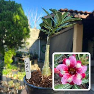 0206 03 Rosa do Deserto Rei Davi