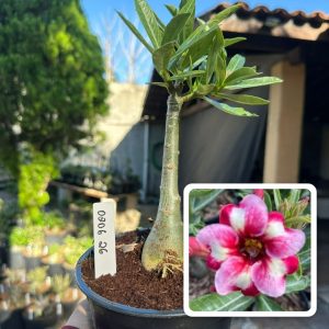 0206 26 Rosa do Deserto Rei Davi