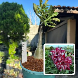 0206 15 Rosa do Deserto Kr 54
