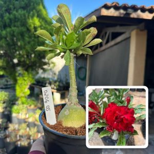0206 05 Rosa do Deserto Etna
