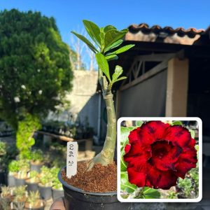 0206 21 Rosa do Deserto Amor de Mãe