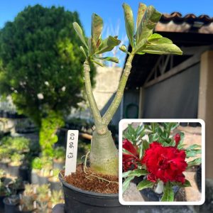 0206 13 Rosa do Deserto Etna