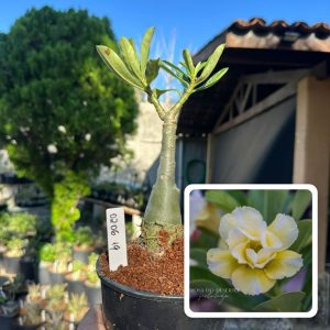 0206 19 Rosa do Deserto fire