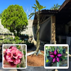 0206 01 ROSA DO DESERTO CARAMBOLA + BLACK CHERRY ( LEILÃO ) (RAPUNZEL)
