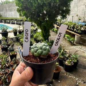 0306 01 Cacto