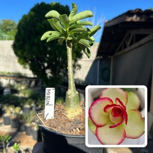 1106 07 Rosa do Deserto Marylin