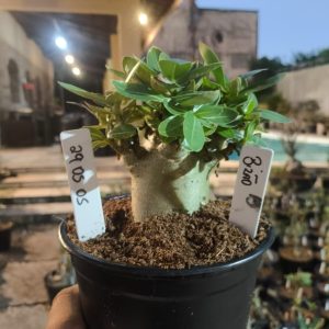 2905 05 Arabicum Bizão F3