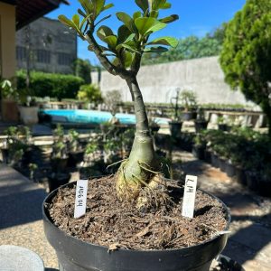 1106 04 Big Caudex L14 ( Leilão )