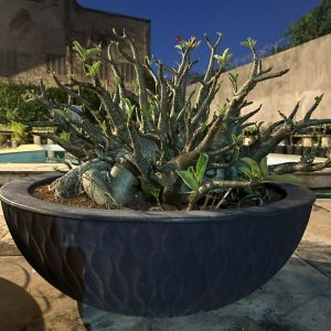 1106 00 Arabicum Dinossaur Gigande - Adulta