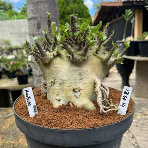 1206 14 Arabicum Minotauro avaria - Adulta