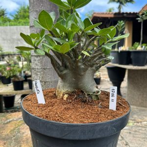 1206 11 Arabicum Mammoth - Adulta