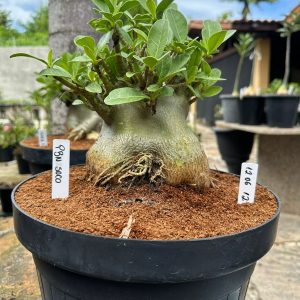 1206 12 Arabicum PBN soco - Adulta