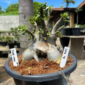 1206 16 Arabicum Black Stone - Adulta