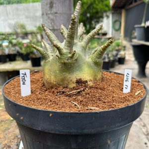 1206 17 Arabicum Tyson - Adulta