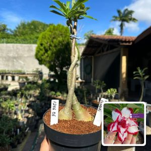 1206 06 ROSA DO DESERTO LILAC FROST + FERRARI (RAPUNZEL)