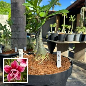 1206 07 Big Caudex Stella ( Leilão )