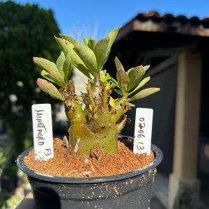 0206 13 Arabicum Minotauro F3