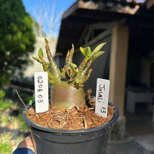 0206 03 Arabicum Javali F3