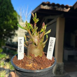 0206 05 Arabicum King Kong F3