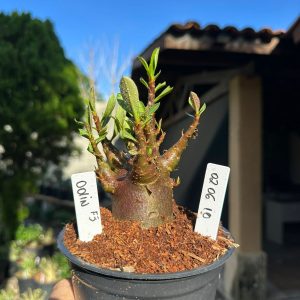 0206 10 Arabicum Odin Red f3