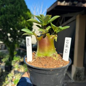 0206 02 Arabicum Aeung Black F3