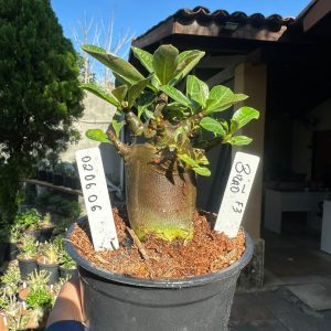 0206 06 Arabicum Bizão