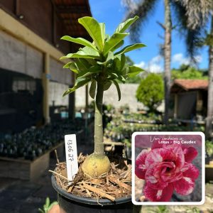 1306 27 Rosa do Deserto Lótus