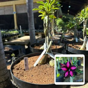 1306 02 ROSA DO DESERTO BLACK CHERRY + CARAMBOLA (RAPUNZEL)