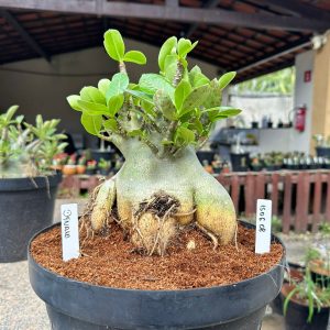 1506 08 Arabicum Dynamo - Adulta