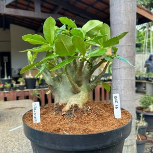 1506 13 Arabicum Tiranossauro - Adulta