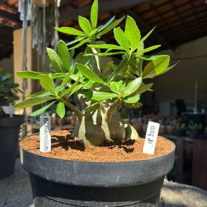 1506 21 Arabicum Braquiossauro - Adulta